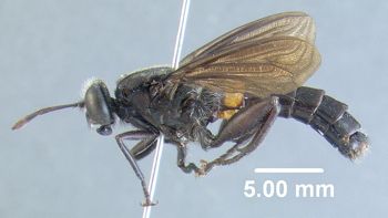 Media type: image;   Entomology 10655 Aspect: habitus lateral view
